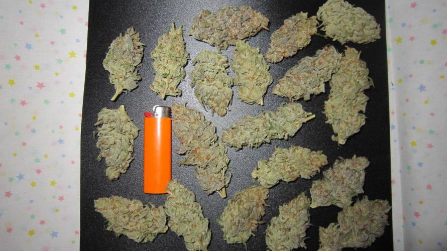 Runtz Mintz Cream by SnowShoe Joe. Week 26 - RMC - Plant #6 - Dried Buds.