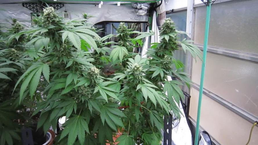 Gorilla Gelato - Ganja Seeds