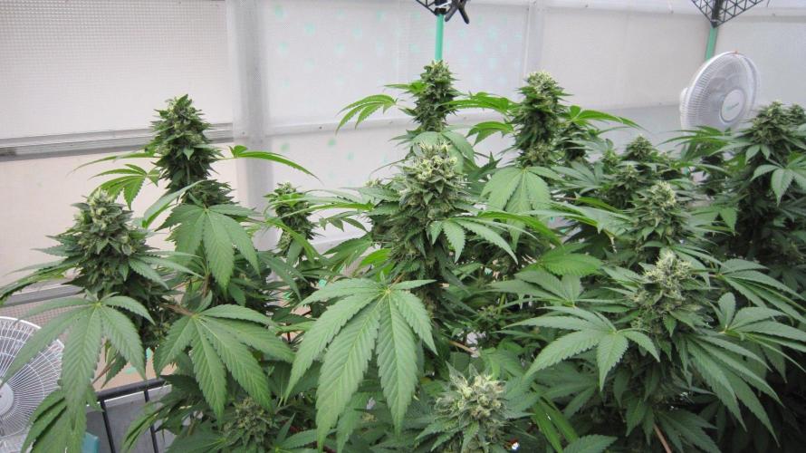 Gorilla Gelato - Ganja Seeds. Week 21 - GG