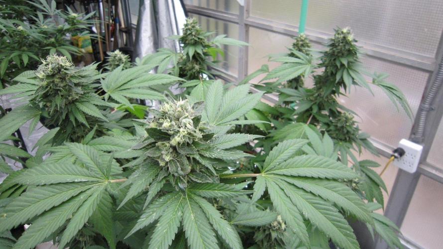 Gorilla Gelato - Ganja Seeds. Week 21 - GG