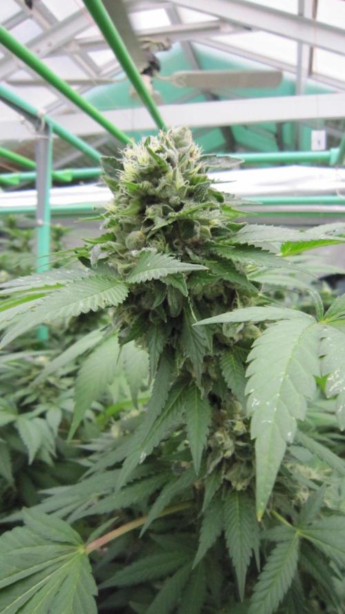 Gorilla Gelato - Ganja Seeds. Week 21 - GG