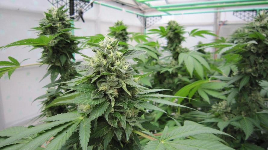 Gorilla Gelato - Ganja Seeds. Week 21 - GG