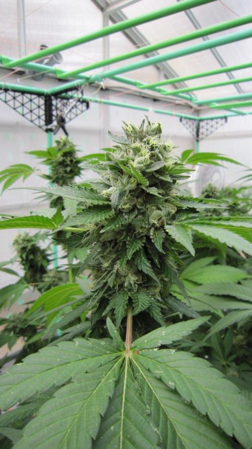 Gorilla Gelato - Ganja Seeds. Week 21 - GG