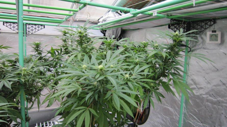 Gorilla Gelato - Ganja Seeds. Week 21 - Sister GG