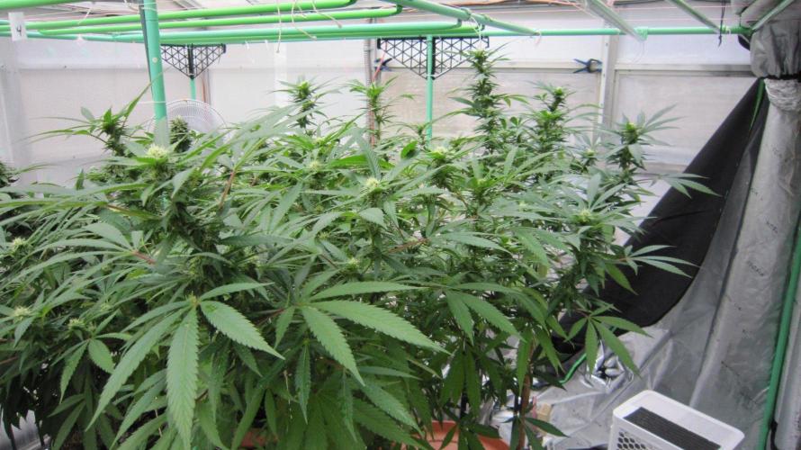 Gorilla Gelato - Ganja Seeds. Week 21 - Sister GG