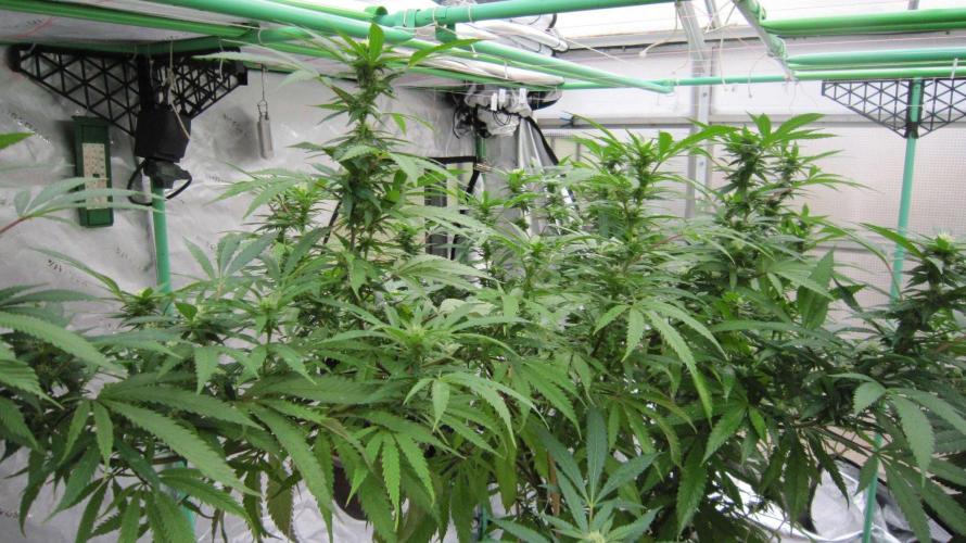 Gorilla Gelato - Ganja Seeds. Week 21 - Sister GG
