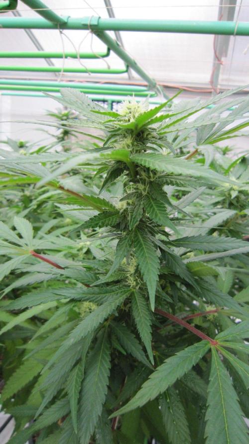 Gorilla Gelato - Ganja Seeds. Week 21 - Sister GG