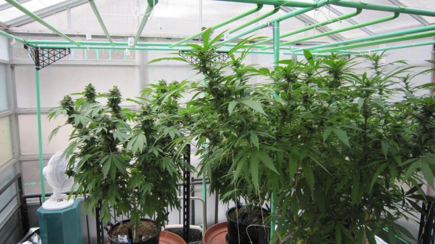 Gorilla Gelato - Ganja Seeds. Week 21 - Both Gorilla Gelato Plants.