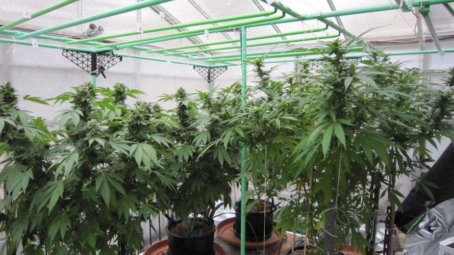 Banana 🍌 Gold Rush  🏆💰🌟. Week 21 - Banana Gold Rush - BGR -The 1 plant is in the middle.