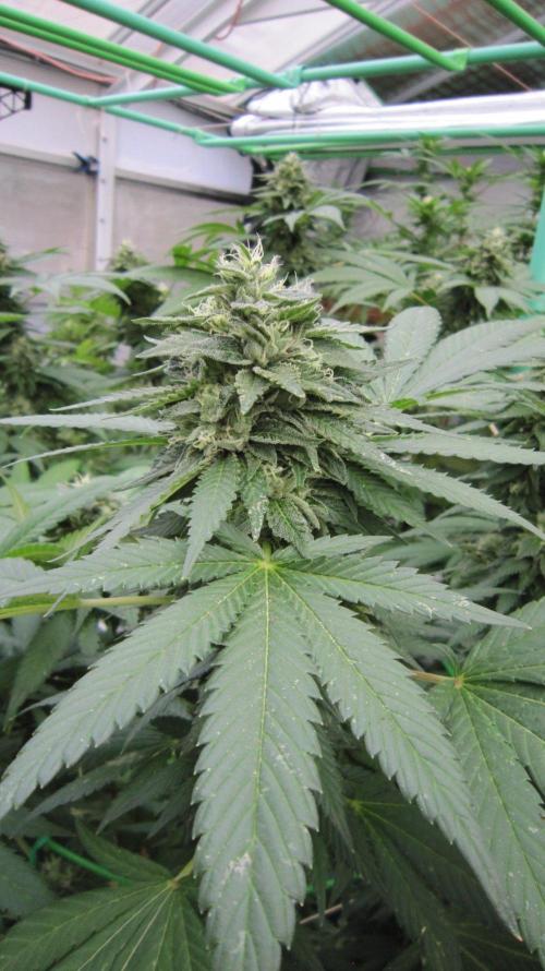 Banana 🍌 Gold Rush  🏆💰🌟. Week 21 - BGR
