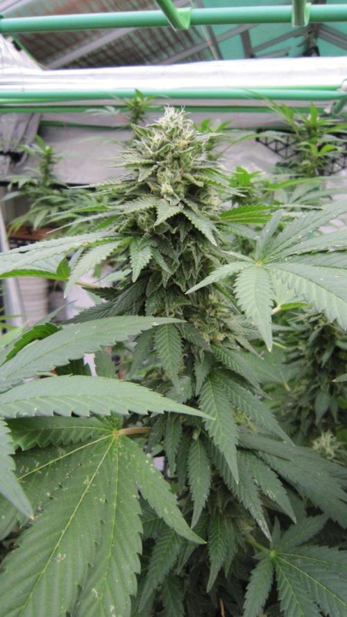 Banana 🍌 Gold Rush  🏆💰🌟. Week 21 - BGR