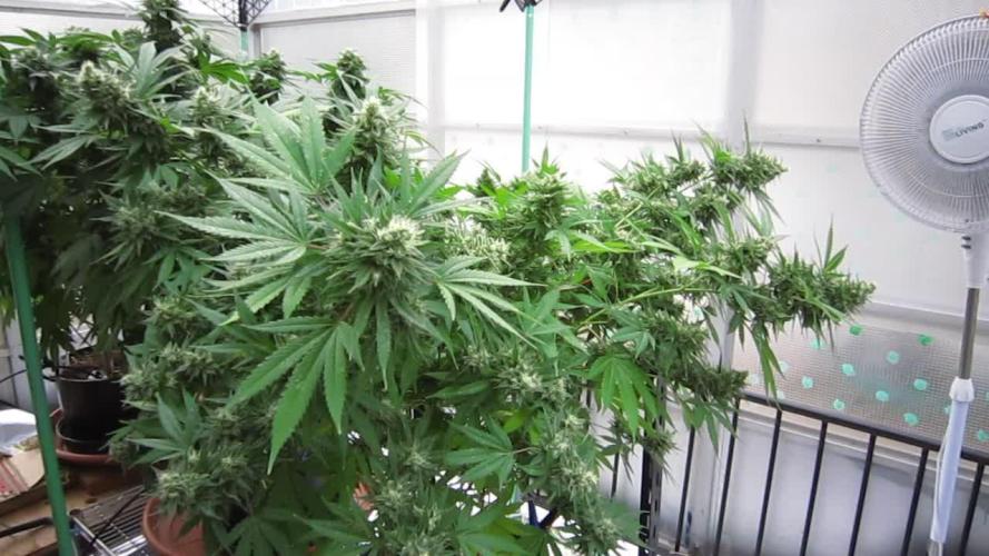 M.A.C.-Sensible Seeds-Premium Selection