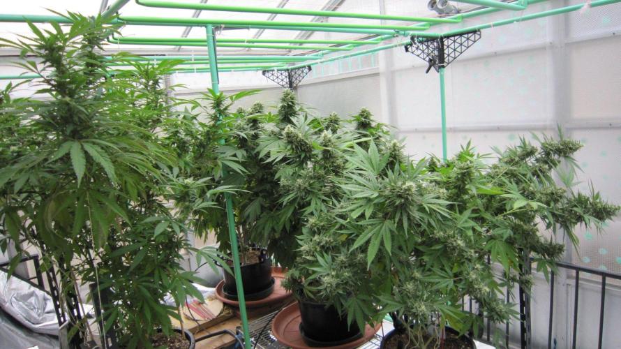 M.A.C.-Sensible Seeds-Premium Selection. Week 22 - M.A.C. is on the right