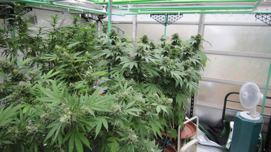 M.A.C.-Sensible Seeds-Premium Selection. Week 22 - M.A.C. is on the left