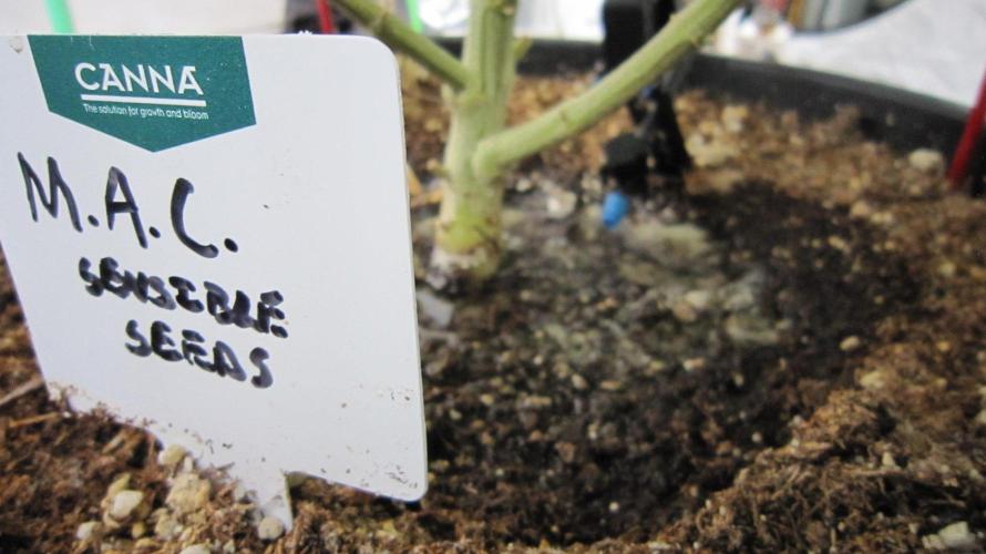 M.A.C.-Sensible Seeds-Premium Selection. Week 22 - Flushing with ph adjusted tap water.