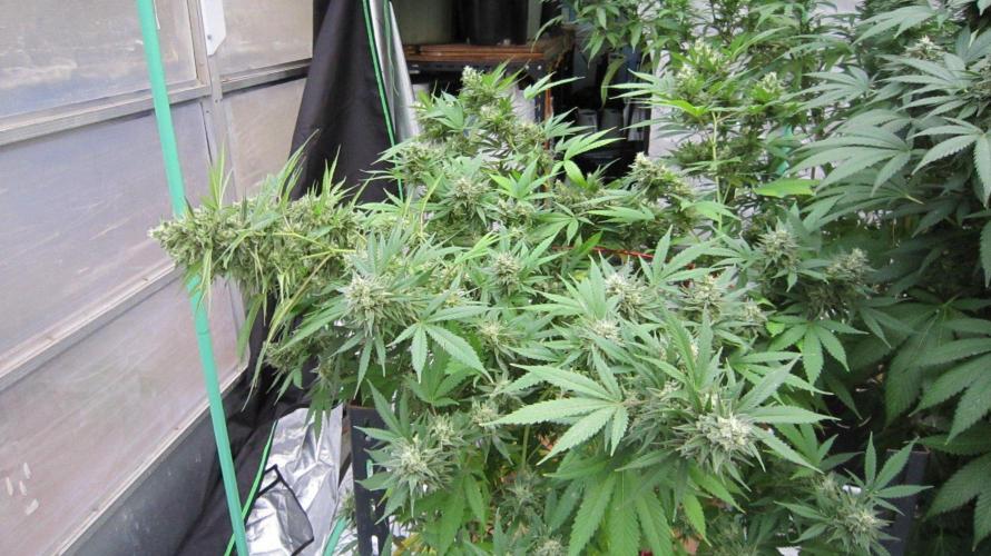 M.A.C.-Sensible Seeds-Premium Selection. Week 22 - M.A.C. - The buds are getting heavy and laying down