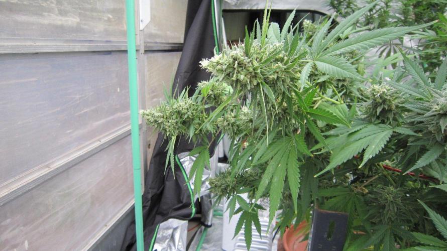 M.A.C.-Sensible Seeds-Premium Selection. Week 22 - M.A.C. - Horizontal Buds.