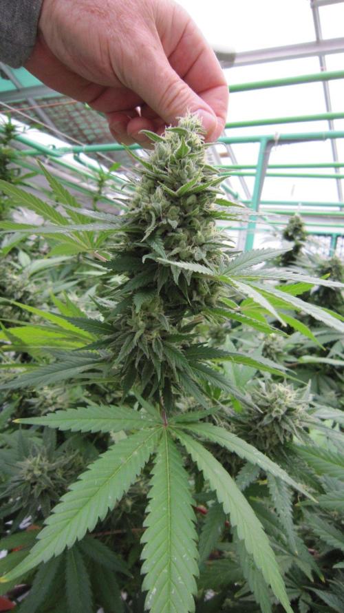 M.A.C.-Sensible Seeds-Premium Selection. Week 22 - M.A.C.