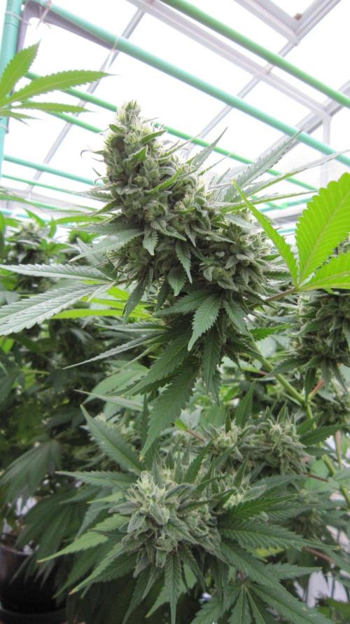 M.A.C.-Sensible Seeds-Premium Selection. Week 22 - M.A.C.