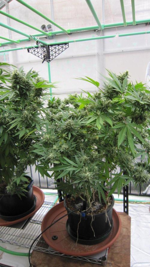 M.A.C.-Sensible Seeds-Premium Selection. Week 22 - M.A.C.
