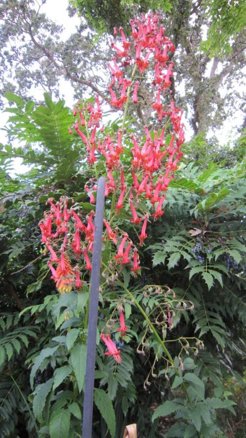 M.A.C.-Sensible Seeds-Premium Selection. Week 22 - Hummingbird tubular flowers.