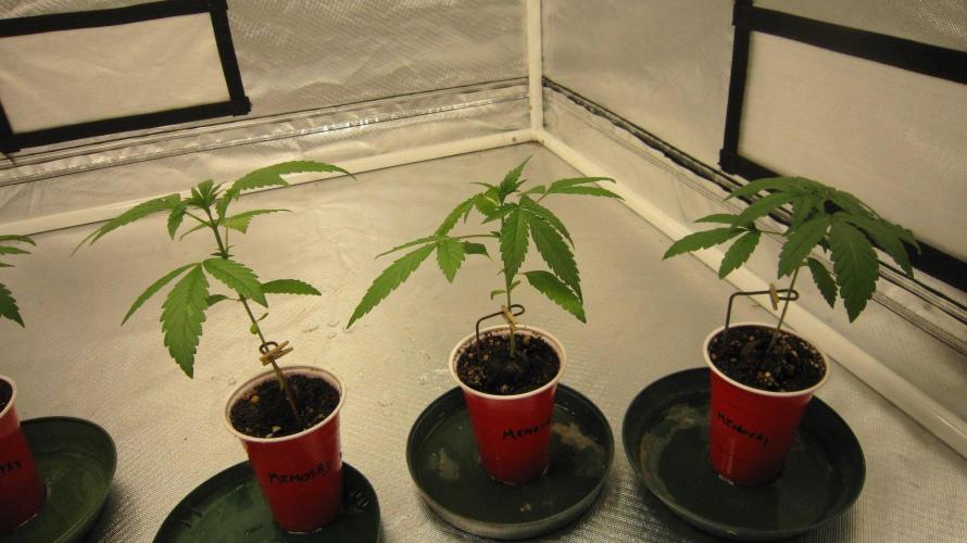 Mimosa - Breakfast, Wake-and-Bake. Week 2 - Mimosa - 3 fem plants.