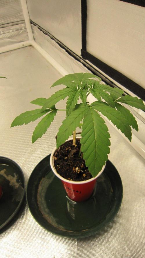 Mimosa - Breakfast, Wake-and-Bake. Week 2 - Plant #1