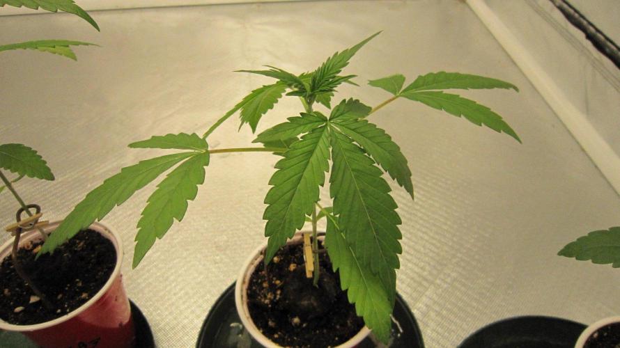 Mimosa - Breakfast, Wake-and-Bake. Week 2 - Plant #2
