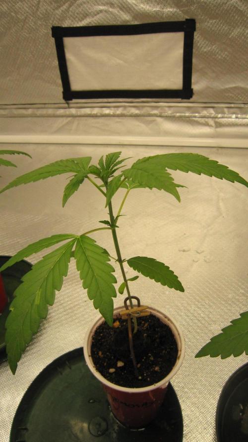 Mimosa - Breakfast, Wake-and-Bake. Week 2 - Plant #3 is showing it sativa side.
