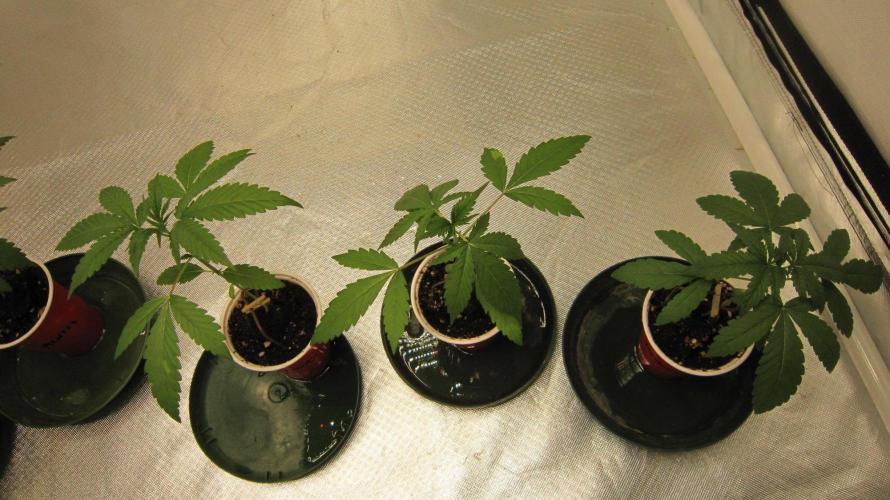 Mimosa - Breakfast, Wake-and-Bake. Week 2 - 3 Plants of Mimosa.