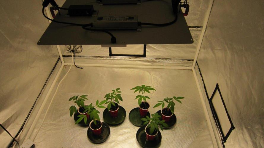 Mimosa - Breakfast, Wake-and-Bake. Week 2 - SF-4000