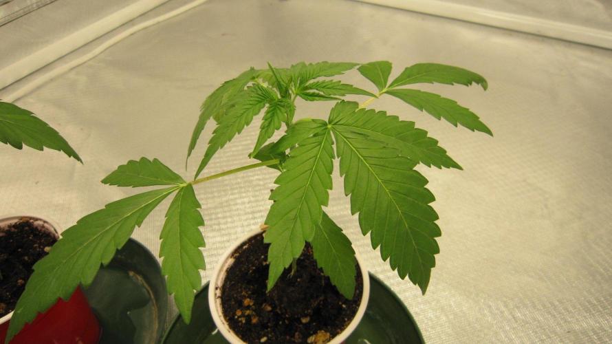 Kush Mints - Minty Flavor Hunt. Week 2 - KM - Plant #1