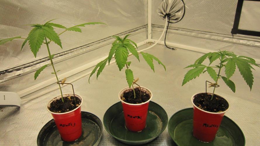 Kush Mints - Minty Flavor Hunt. Week 2 - Kush Mints - 3 Plants.