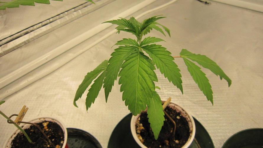 Kush Mints - Minty Flavor Hunt. Week 2 - KM - Plant #2