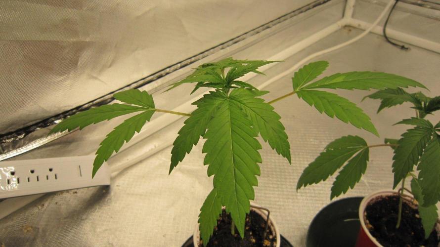 Kush Mints - Minty Flavor Hunt. Week 2 - KM - Plant #3