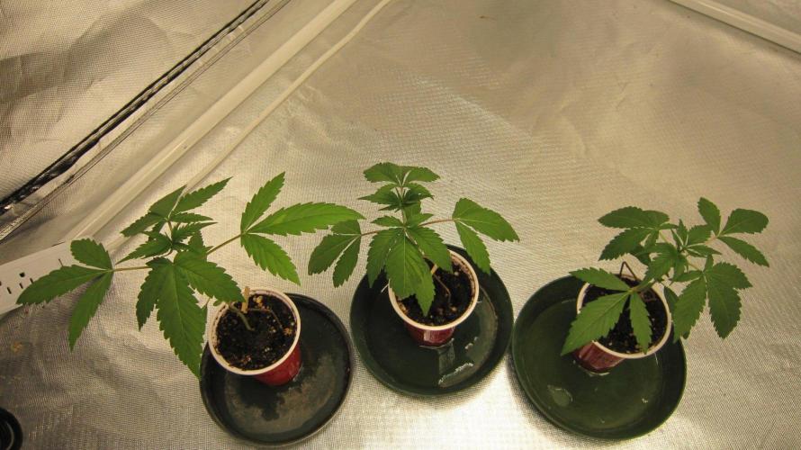 Kush Mints - Minty Flavor Hunt. Week 2 - 3 Plants of Kush Mints.
