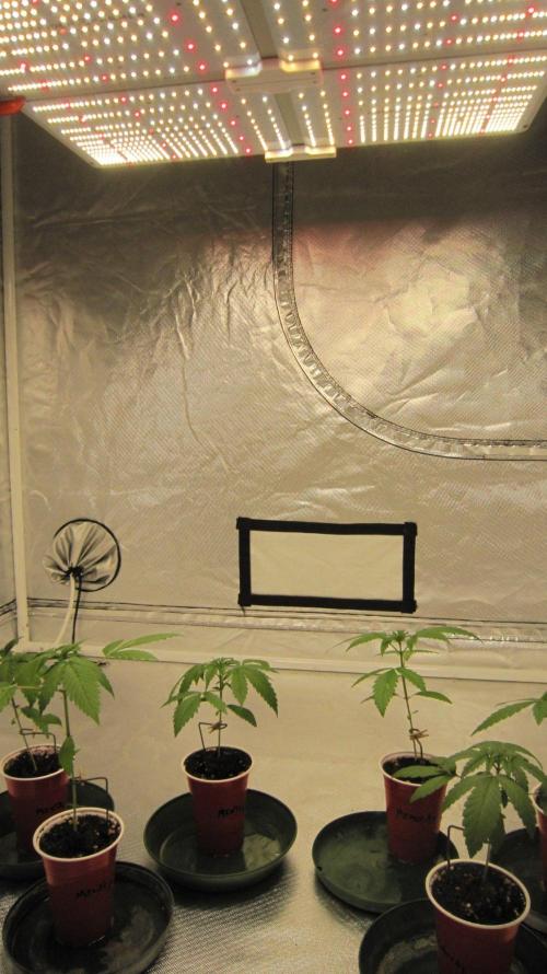 Kush Mints - Minty Flavor Hunt. Week 2 - SF-4000