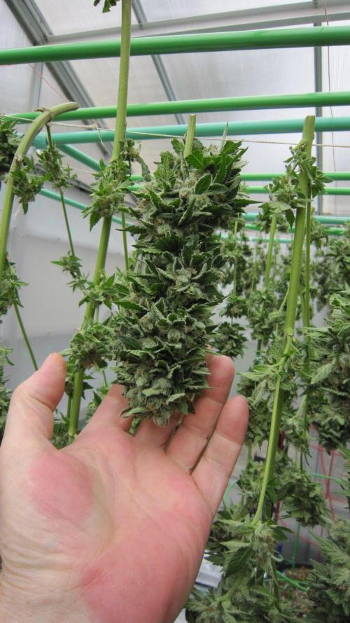 Gorilla Gelato - Ganja Seeds. Week 22 - Huge bud of Gorilla Gelato