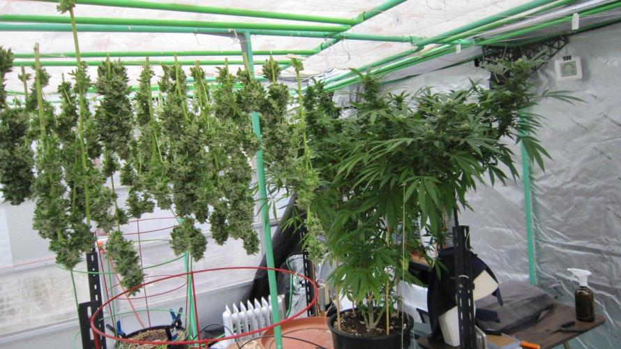 Gorilla Gelato - Ganja Seeds. Week 22 - Gorilla Gelato - GG - Did a harvest a few days ago and that is GG hanging.