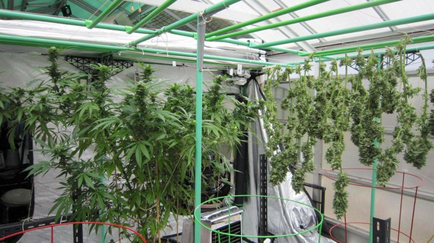 Gorilla Gelato - Ganja Seeds. Week 22 - Sister GG on the left