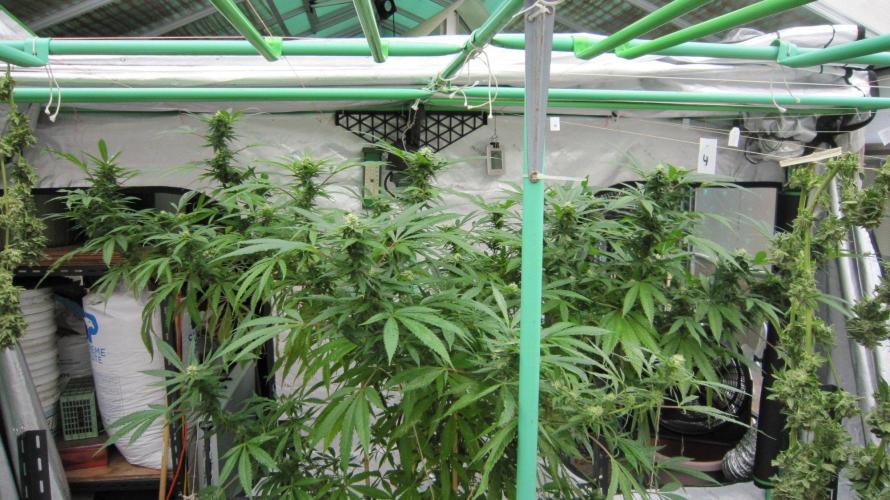 Gorilla Gelato - Ganja Seeds. Week 22 - Sister GG