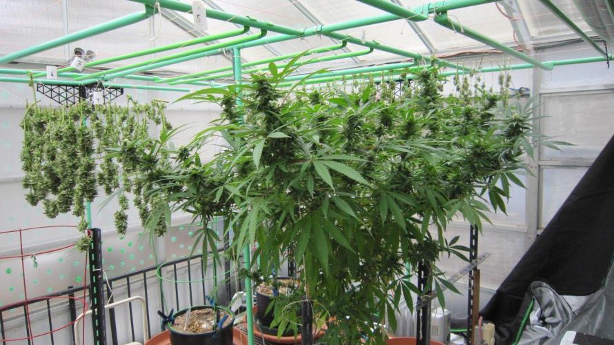 Gorilla Gelato - Ganja Seeds. Week 22 - Sister GG