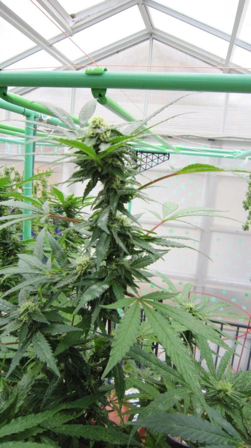 Gorilla Gelato - Ganja Seeds. Week 22 - Sister GG