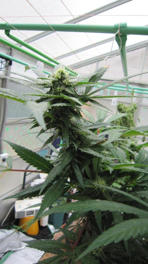 Gorilla Gelato - Ganja Seeds. Week 22 - Sister GG