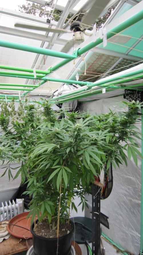Gorilla Gelato - Ganja Seeds. Week 22 - Sister GG