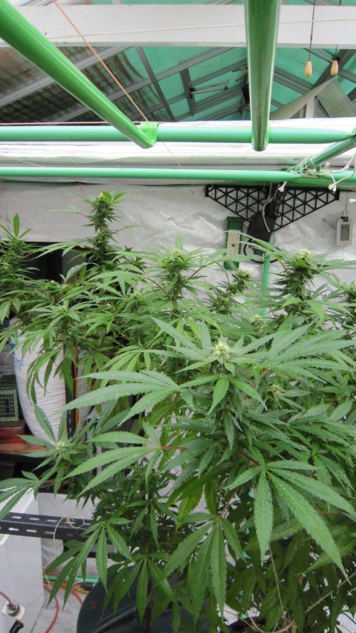 Gorilla Gelato - Ganja Seeds. Week 22 - Sister GG