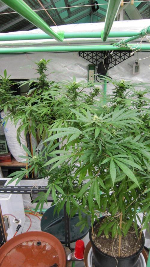 Gorilla Gelato - Ganja Seeds. Week 22 - Sister GG