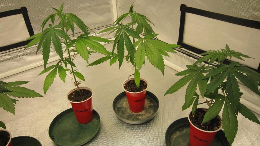 Mimosa - Breakfast, Wake-and-Bake. Week 3 - Mimosa