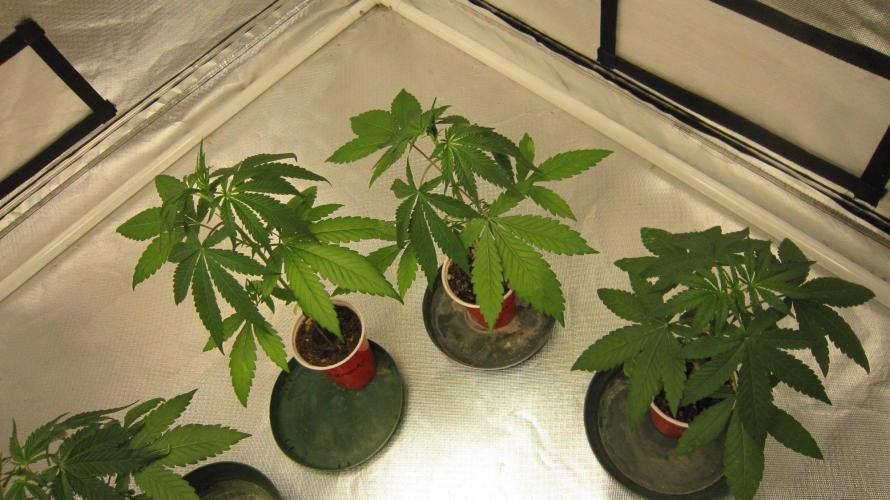 Mimosa - Breakfast, Wake-and-Bake. Week 3 - Mimosa