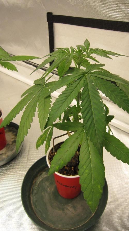 Mimosa - Breakfast, Wake-and-Bake. Week 3 - Plant #1